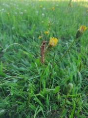 Proholopterus chilensis