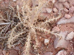 Cirsium mohavense