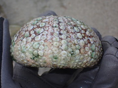 Heliocidaris tuberculata