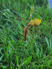 Proholopterus chilensis