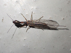 Raphidioptera