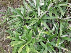 Celmisia spectabilis magnifica