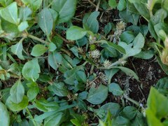 Alternanthera pungens