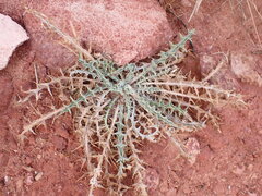 Cirsium mohavense