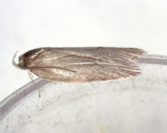 Oecophoridae