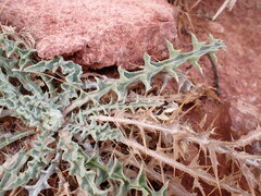 Cirsium mohavense