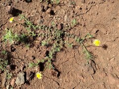 Thymophylla tenuiloba