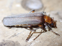 Pacificanthia consors