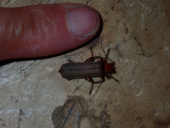 Pacificanthia consors