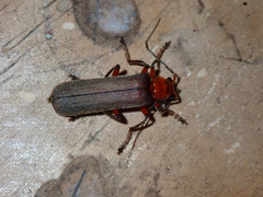 Pacificanthia consors