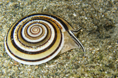 Architectonica perspectiva