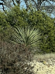 Yucca torreyi