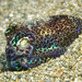 Hawaiian Bobtail - Photo (c) hokoonwong, some rights reserved (CC BY-NC), uploaded by hokoonwong
