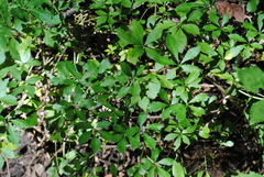 Eleutherococcus sieboldianus