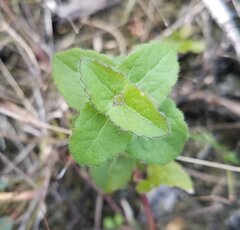 Conoclinium coelestinum