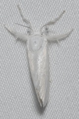 Zygaenoidea