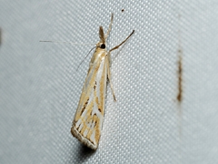 Hednota pleniferellus