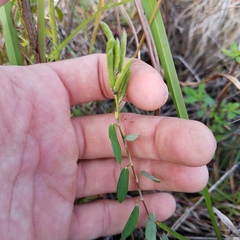 Alysicarpus vaginalis