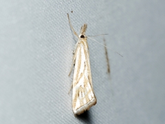 Hednota pleniferellus