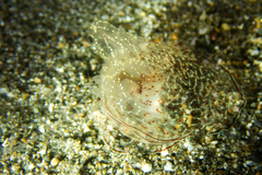 Coeloplana meteoris