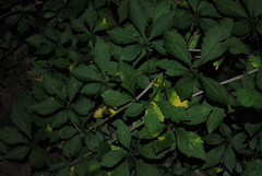 Eleutherococcus sieboldianus