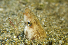 Ophichthus altipennis