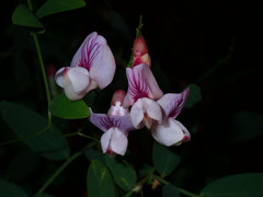 Lathyrus vestitus