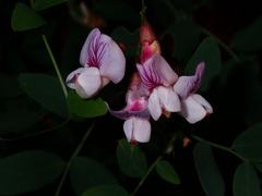 Lathyrus vestitus