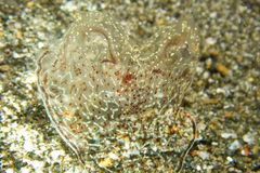 Coeloplana meteoris