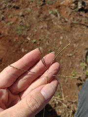 Dichanthium annulatum annulatum
