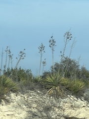 Yucca elata