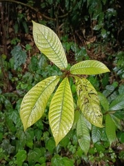 Saurauia tristyla