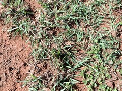 Bothriochloa pertusa