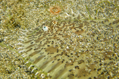 Liachirus melanospilos