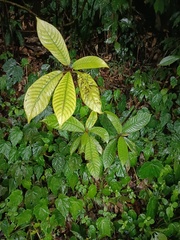 Saurauia tristyla