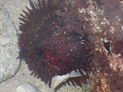 Heliocidaris tuberculata