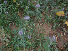 Phacelia hubbyi