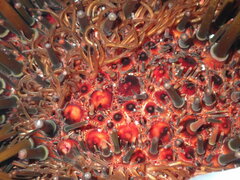 Heliocidaris tuberculata