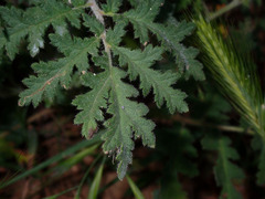 Phacelia hubbyi
