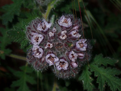 Phacelia hubbyi