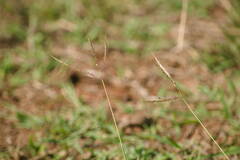 Dichanthium annulatum annulatum