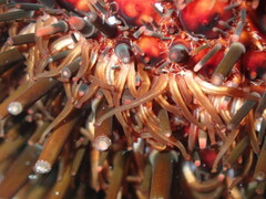 Heliocidaris tuberculata