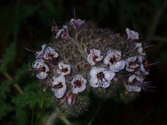 Phacelia hubbyi