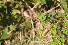 Dichanthium annulatum annulatum