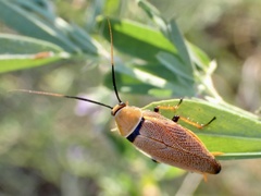 Ellipsidion humerale