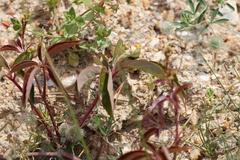 Parthenocissus quinquefolia