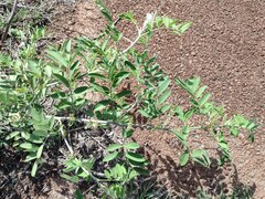 Indigofera suffruticosa