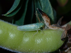 Pagaronia tredecimpunctata