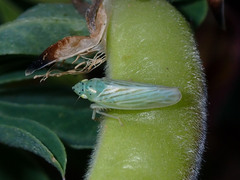 Pagaronia tredecimpunctata