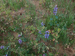 Lupinus succulentus